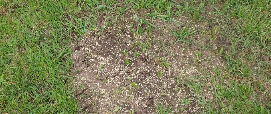 Patchy spot on a lawn in Westminster, MD, with grass seeds.