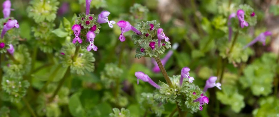 Purple henbit flowers in Westminster, MD.