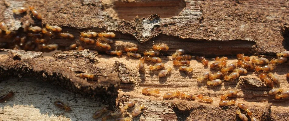 Several termites along a wood structure in Westminster, MD.