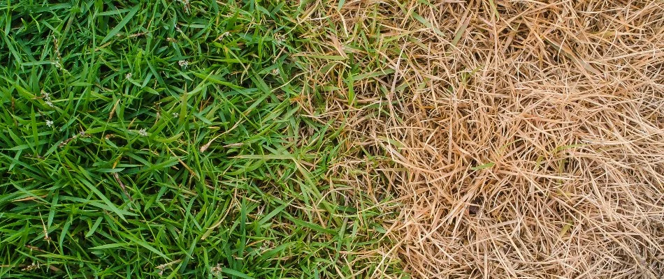 Side-by-side of green and scorched grass in Westminster, MD.