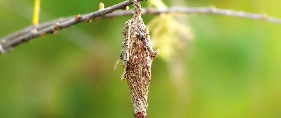 Single bagworm bag on a plant branch in Westminster, MD.