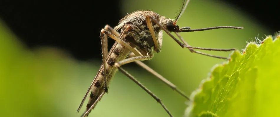 Single mosquito on a green leaf in Westminster, MD.