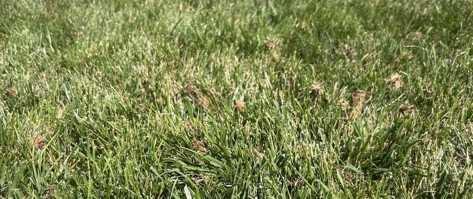 Soil cores on a lawn in Westminster, MD, after aeration.