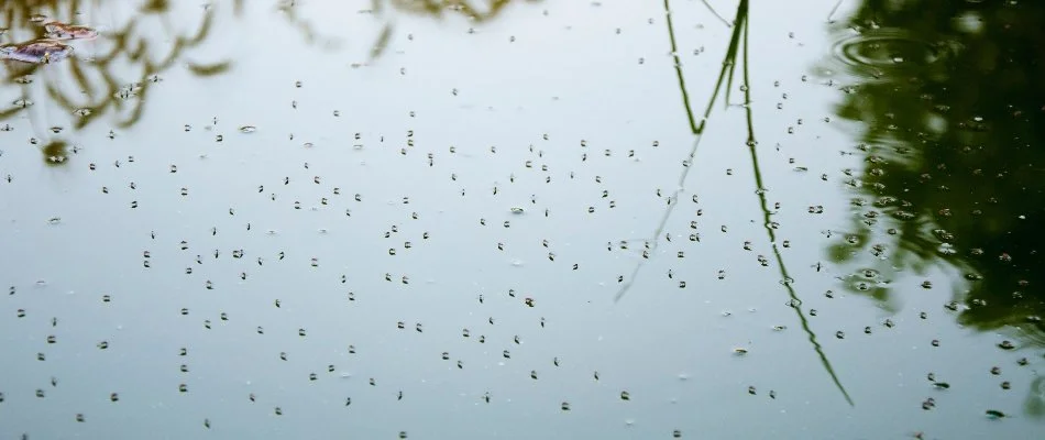 Standing water with mosquitoes in Westminster, MD.