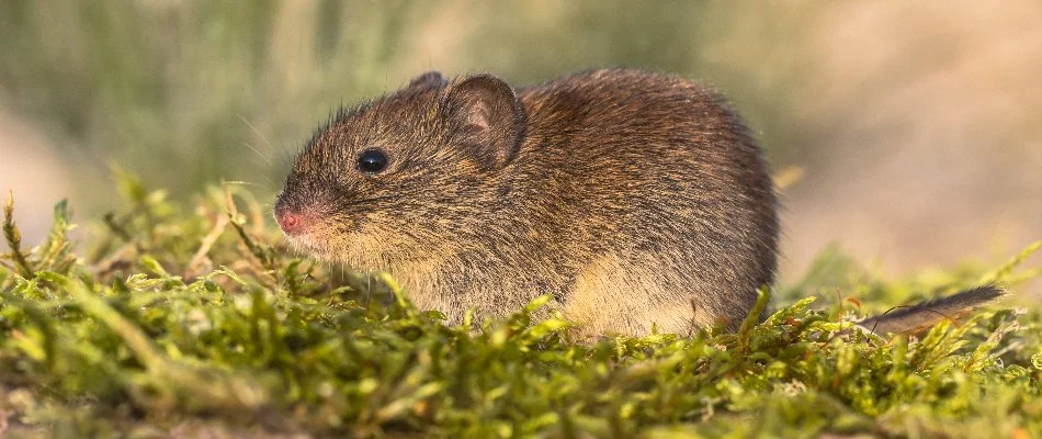 Vole on green moss in Westminster, MD.