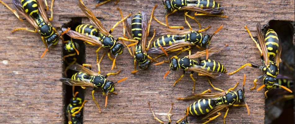 Wasps on a wall in Westminster, MD.