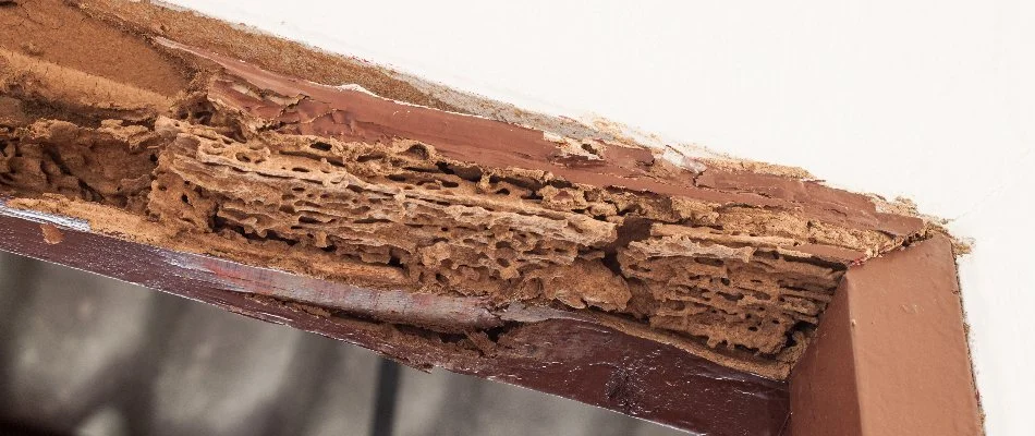 Wood damage to a door frame from termites in Westminster, MD.
