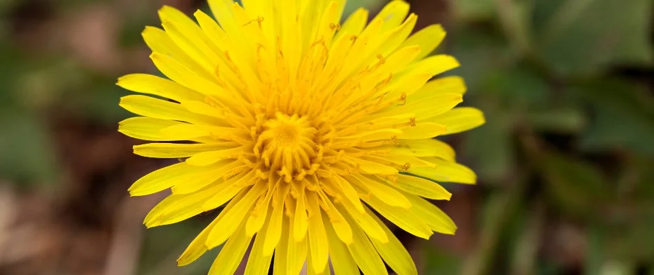 Yellow dandelion flower in Westminster, MD.