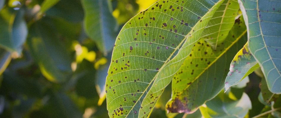 Anthracnose disease on a tree leaf in Westminster, MD.