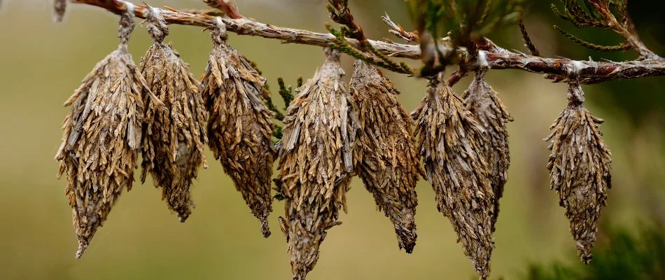 Bagworms on a tree branch in Westminster, MD.