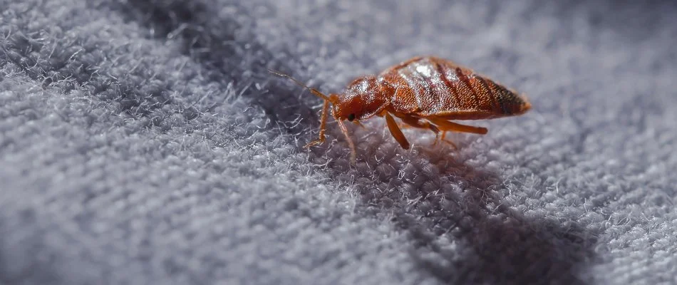 Bed bug walking on fabric in Westminster, MD.