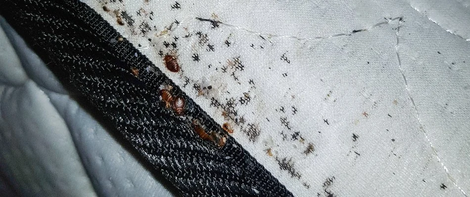 Bed bugs along the edge of a mattress in Westminster, MD.
