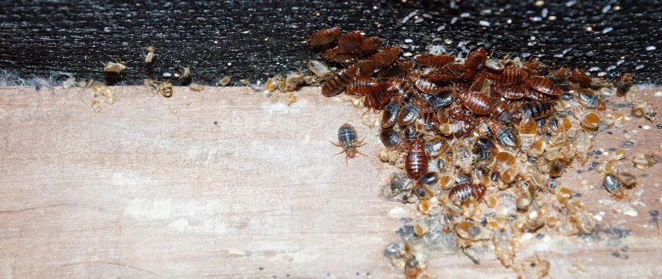 Bed bugs on furniture.