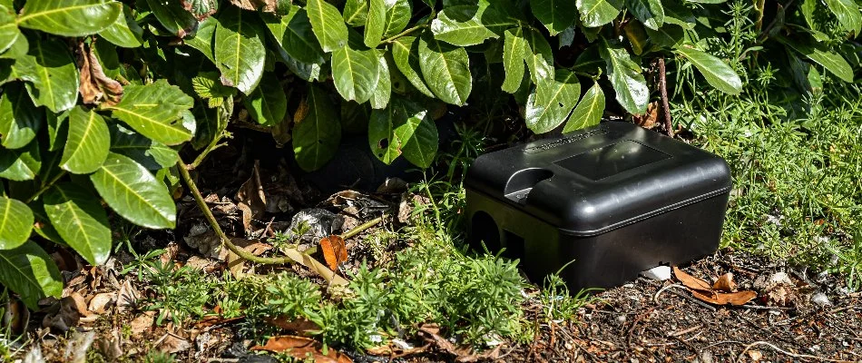 Rodent bait station beside a green plant in Westminster, MD.