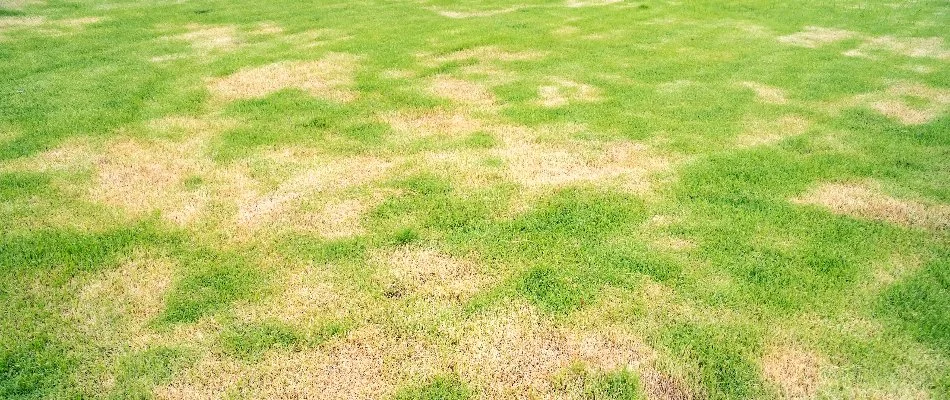 Lawn in Westminster, MD with brown patch disease.