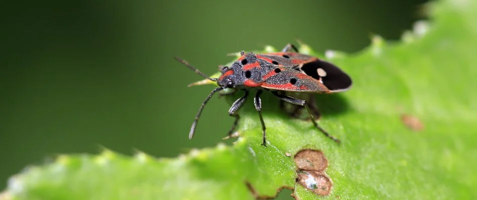 Chinch bug on a green leaf in Westminster, MD.