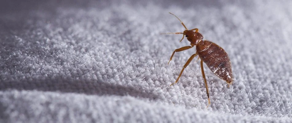 Close up of a bed bug in Pikesville, MD.