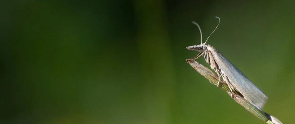 Close up of a sod webworm in Westminster, MD.