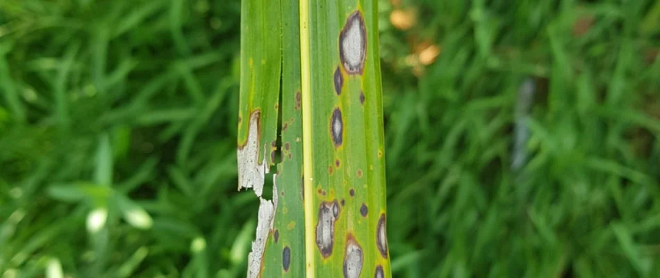 Close up of a leaf spot on grass in Westminster, MD.