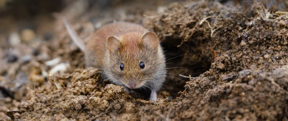 Vole in Westminster, MD.