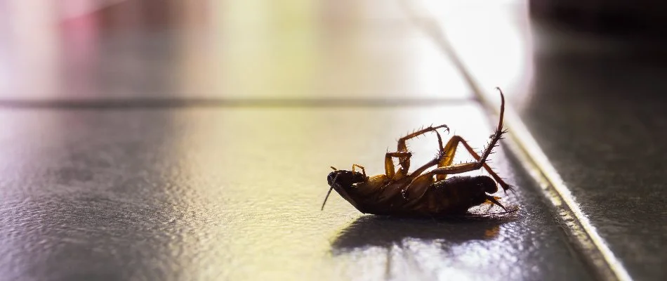 Dead cockroach on the floor in Damascus, MD.