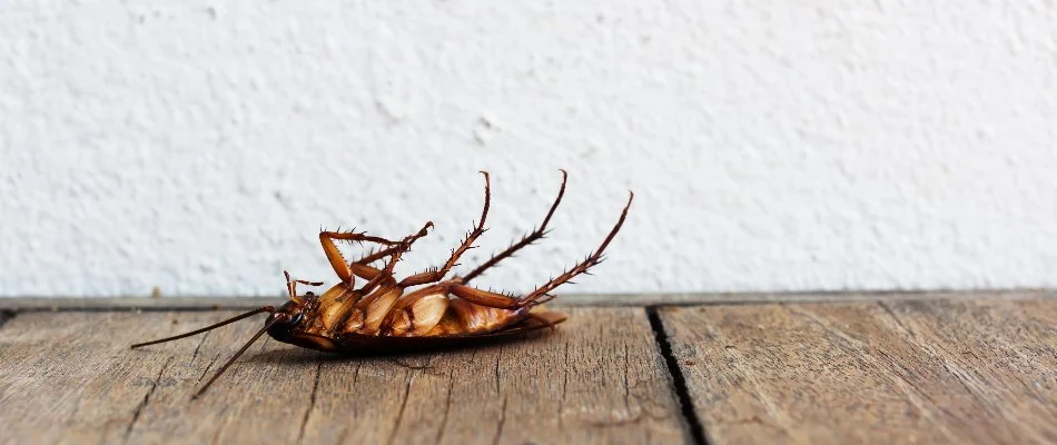 Dead roach next to a home in Westminster, MD.