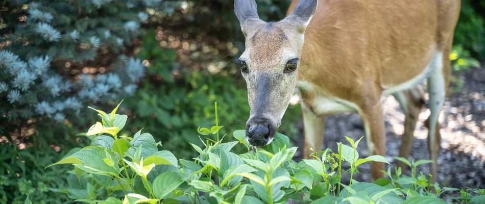 Deer in Westminster, MD, eating plants.