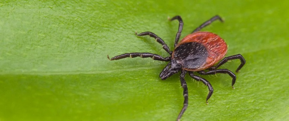 Deer tick on a leaf in Chambersburg, PA.