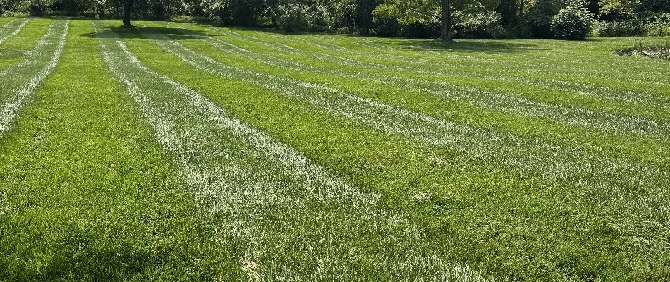 Dense grass with striped pattern in Ballenger Creek, MD.