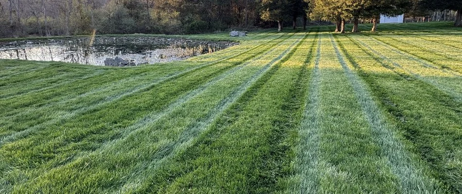 Dense green lawn in South Laurel, MD.