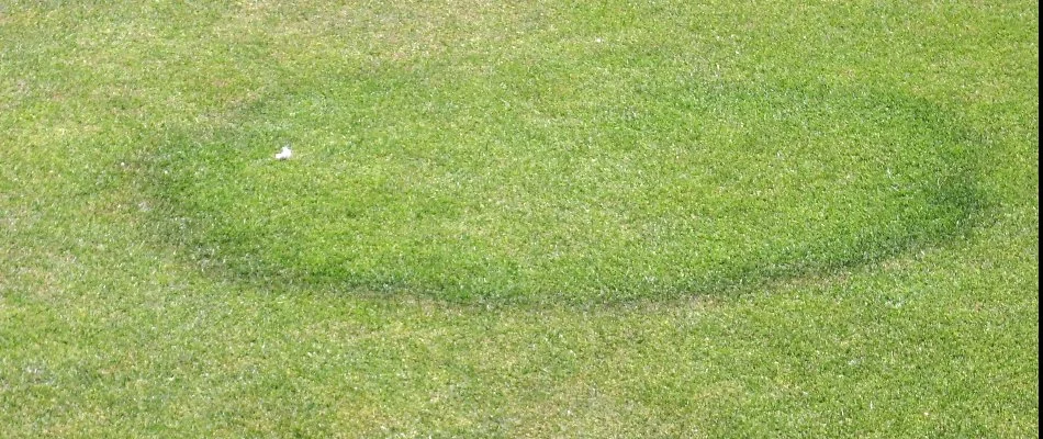 Fairy ring disease on a lawn in Westminster, MD.