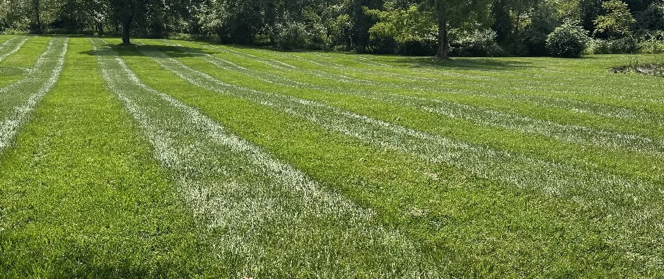 Fertilized green grass in Woodlawn, MD.