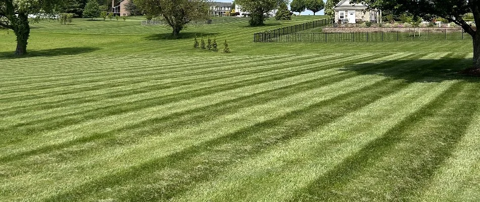 Grass in Laurel, MD, with mowing stripes.