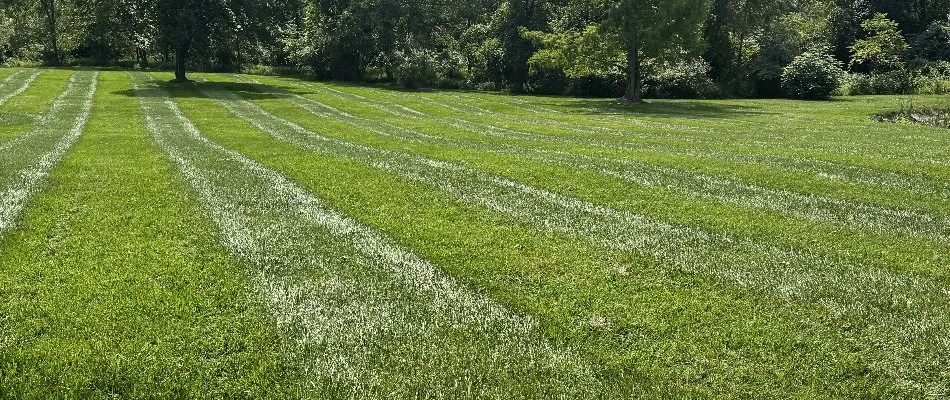 Green grass in the sunlight with trees in the background in Ellicott City, MD.