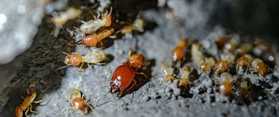 Group of termites in Crofton, MD.