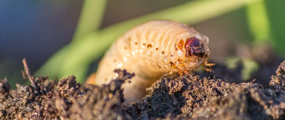 Grub emerging from soil on property in Westminster, MD.