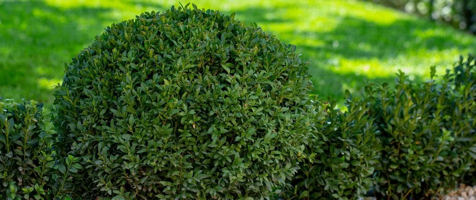 Healthy, dense boxwood shrubs in Laurel, MD.