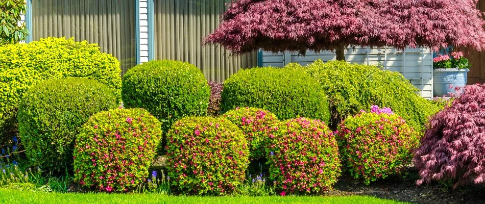 Healthy and dense shrubs in Cockeysville, MD.