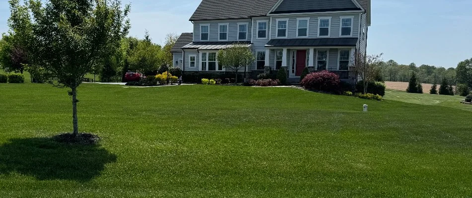 Healthy, green lawn in Owings Mills, MD, with plants.