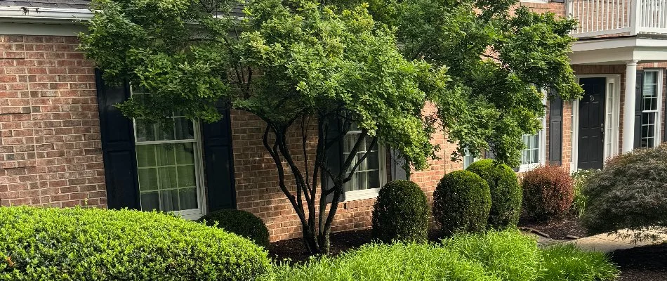 Healthy and lush trees and shrubs in Westminster, MD.