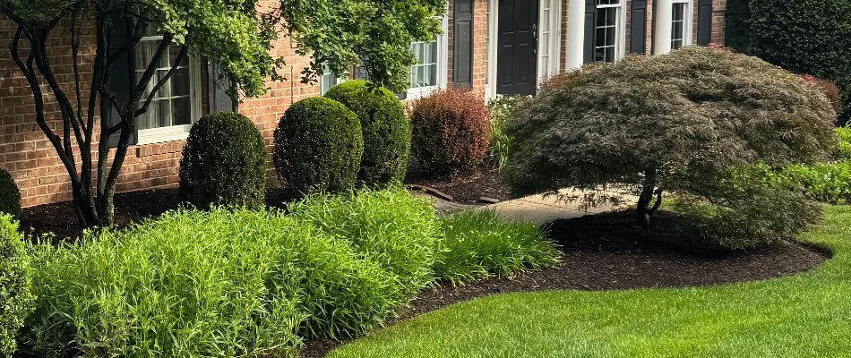 Healthy, neat shrubs in a landscape in Annapolis, MD.