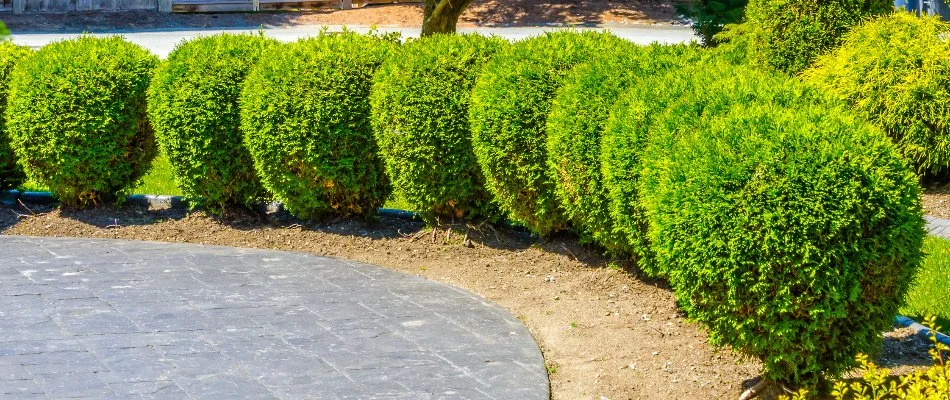 Healthy round shrubs in Green Valley, MD.
