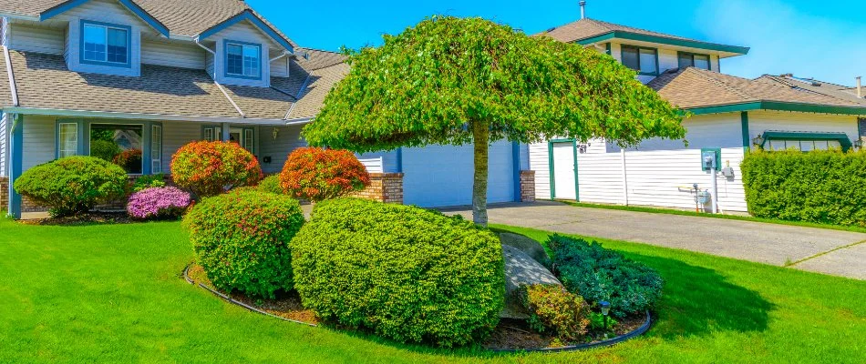 Healthy shrubs on a lawn in Randallstown, MD.