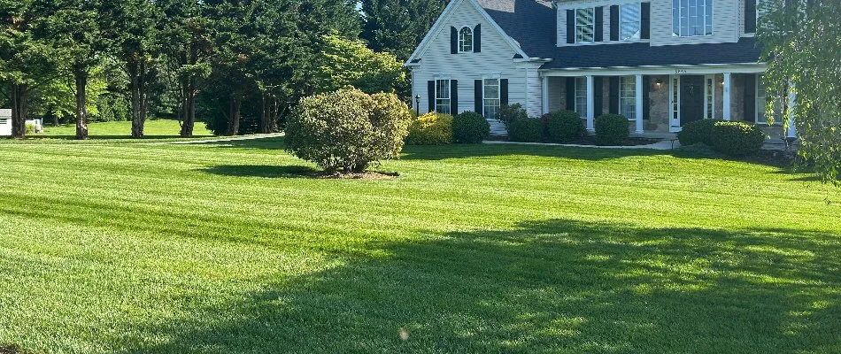 House in Pikesville, MD, with thick grass and shrubs.