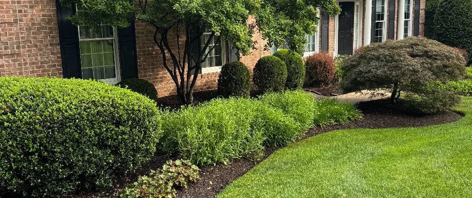 Landscape area in Woodlawn, MD, with tree and shrubs.