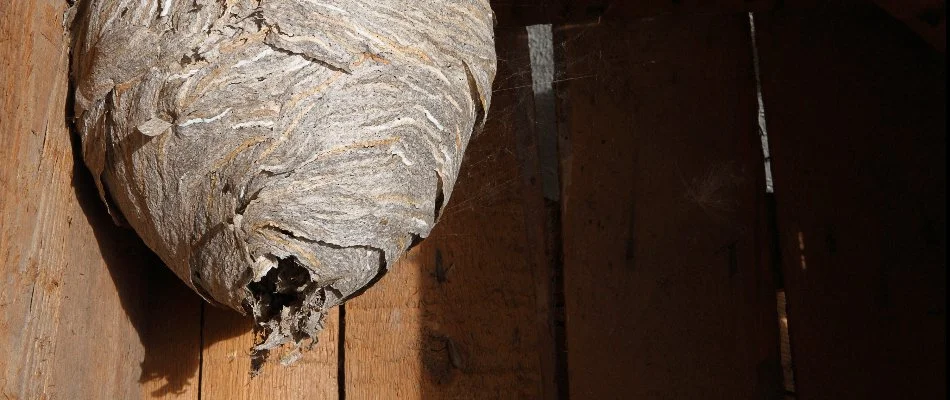 Huge hornet nest near Westminster, MD.