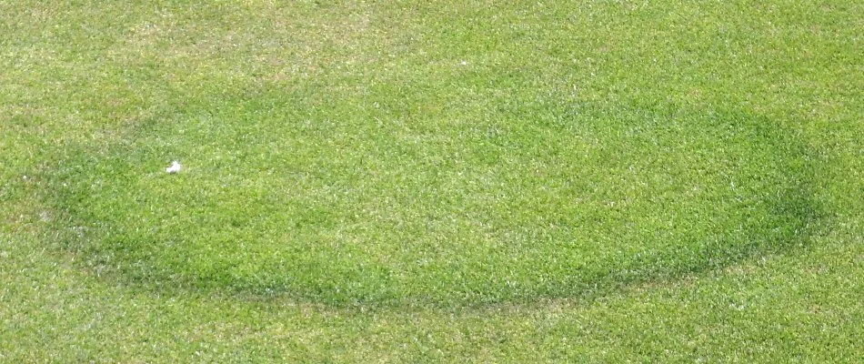 Lawn in Westminster, MD, with fairy ring disease.