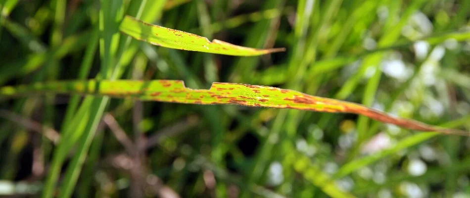 Leaf spot lawn disease in Westminster, MD.