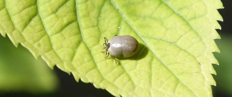 Leaf in Laurel, MD, with an engorged tick.