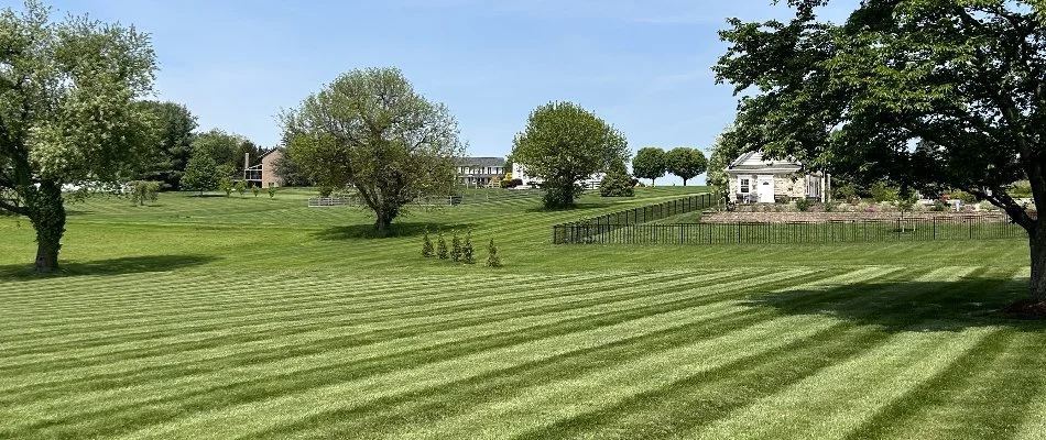 Lush and healthy grass in Sykesville, MD.